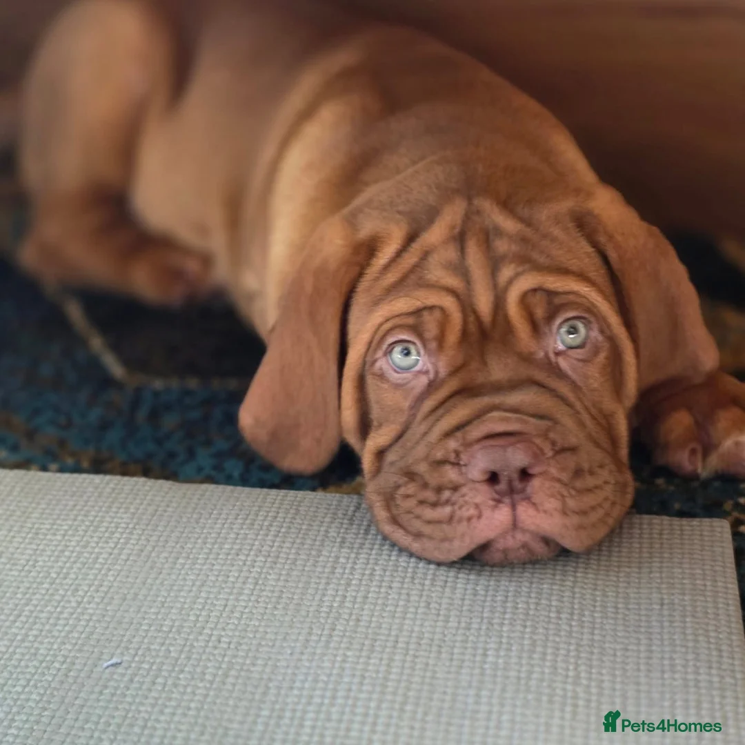 Dogue De Bordeaux dogs for sale: Junior in Thornton-Cleveleys - Advert 2