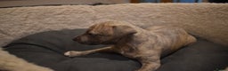 Whippet dogs for sale: Beautiful Pedigree Whippet Puppies - Advert 14
