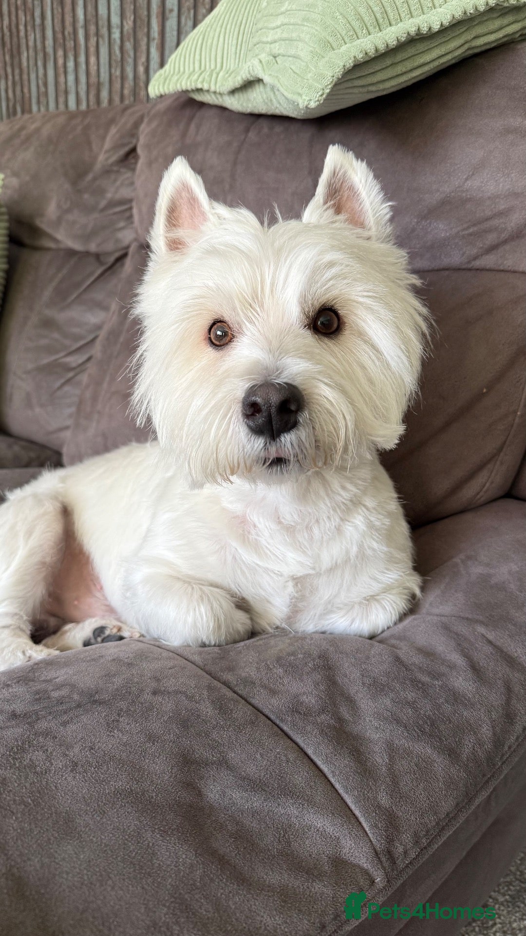 West Highland Terrier dogs KC Registered West Highland White Terrier *STUD* - Advert 1