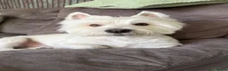 West Highland Terrier dogs for stud: KC Registered West Highland White Terrier *STUD* - Advert 1