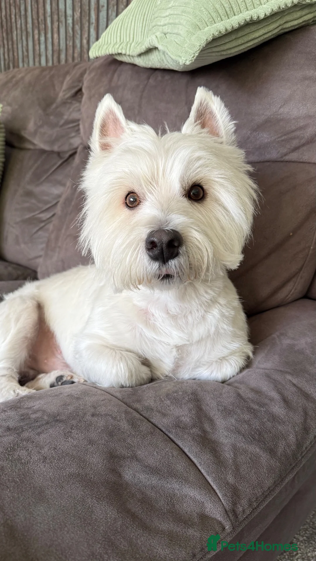 West Highland Terrier dogs for stud: KC Registered West Highland White Terrier *STUD* - Advert 1