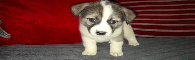Mixed Breed Puppy 5