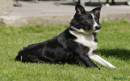 Border Collie dogs for sale: Quality Male Border Collie for Active home in Carmarthen - Image 3