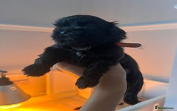 Shih Tzu dogs for sale: Shihtzu puppies - Image 9