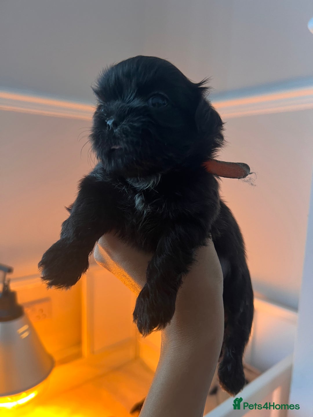 Shih Tzu dogs for sale: Shihtzu puppies - Image 9