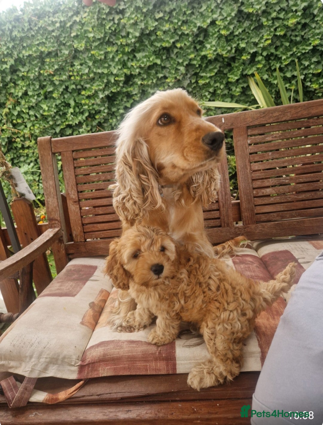 Cockapoo dogs for sale: Cockapoo for sale  - Image 6