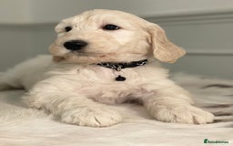 Goldendoodle dogs for sale: Stunning Goldendoodle puppies - Image 9