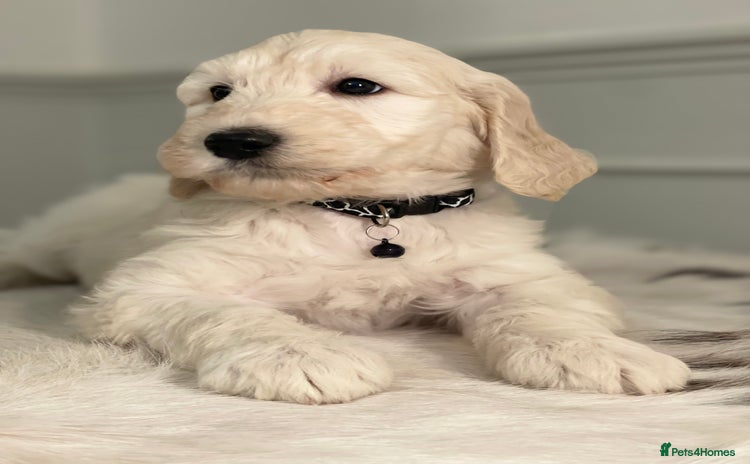 Goldendoodle dogs - Advert 4