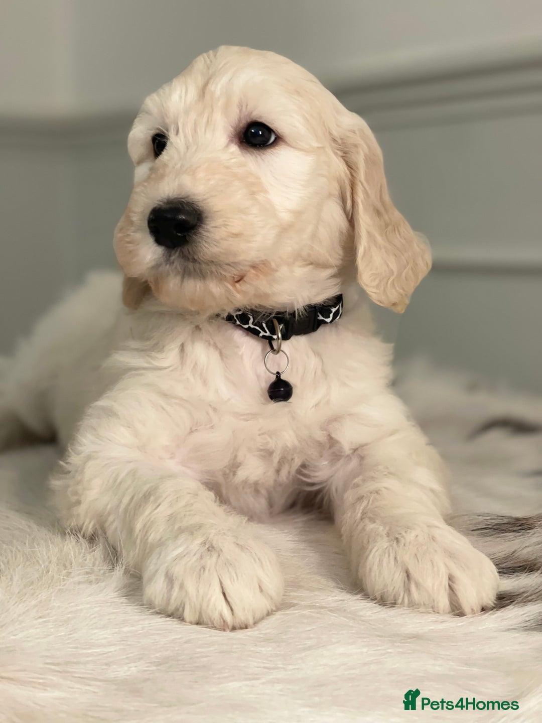 Goldendoodle dogs for sale: Stunning Goldendoodle puppies - Image 9