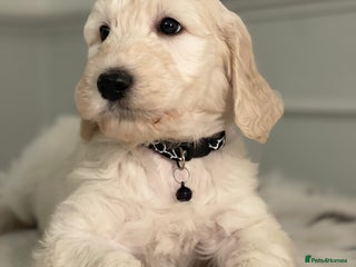 Goldendoodle dogs - Advert 10