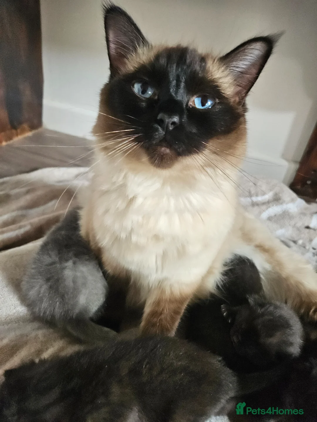 Ragdoll cats for sale: Ragdoll x British short hair  in Sowerby Bridge - Advert 1