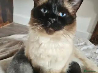 Ragdoll cats Ragdoll x British short hair - Advert 2