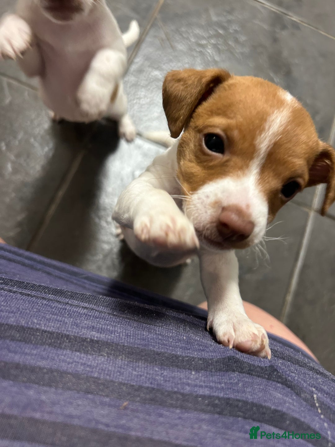 Mixed Breed dogs for sale: Jack Russell dachshund poodle mix - Image 10