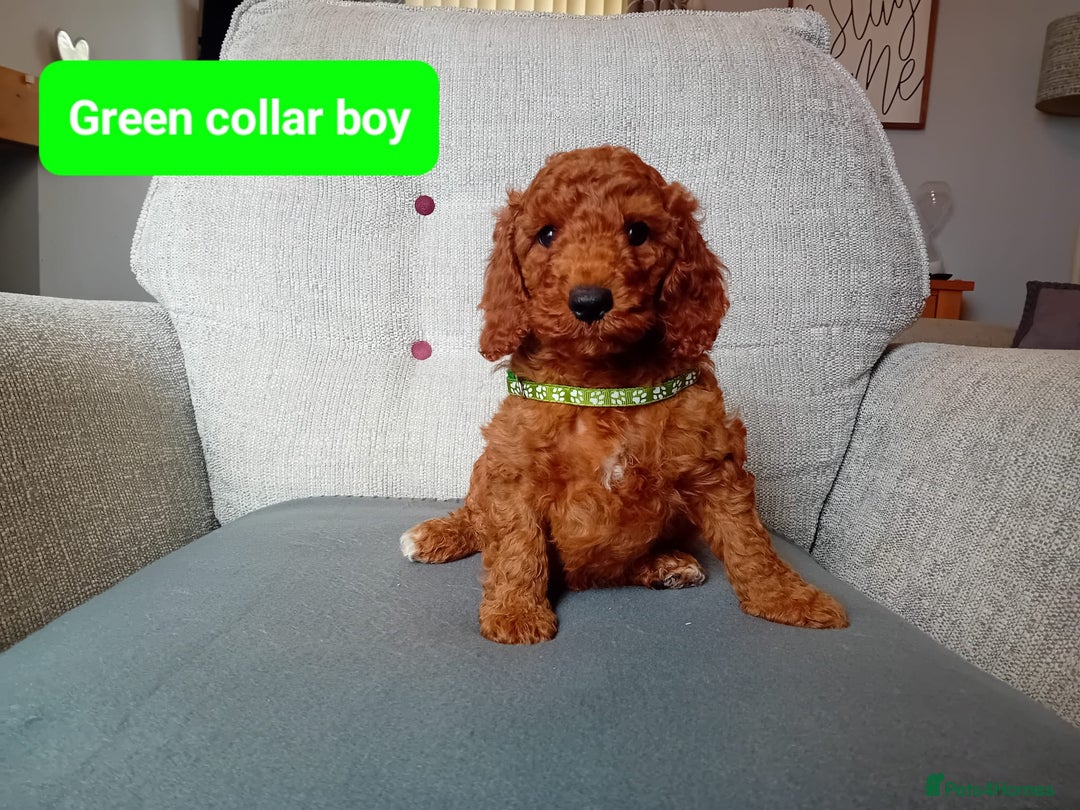 Cockapoo dogs for sale: Dark red F1b Cockapoos - Image 8