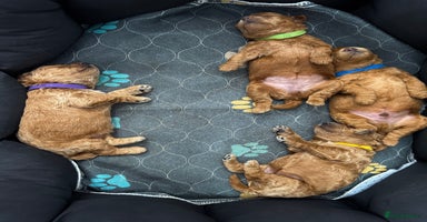Toy Poodle dogs - Advert 6