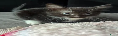 Mixed Breed Kitten 1