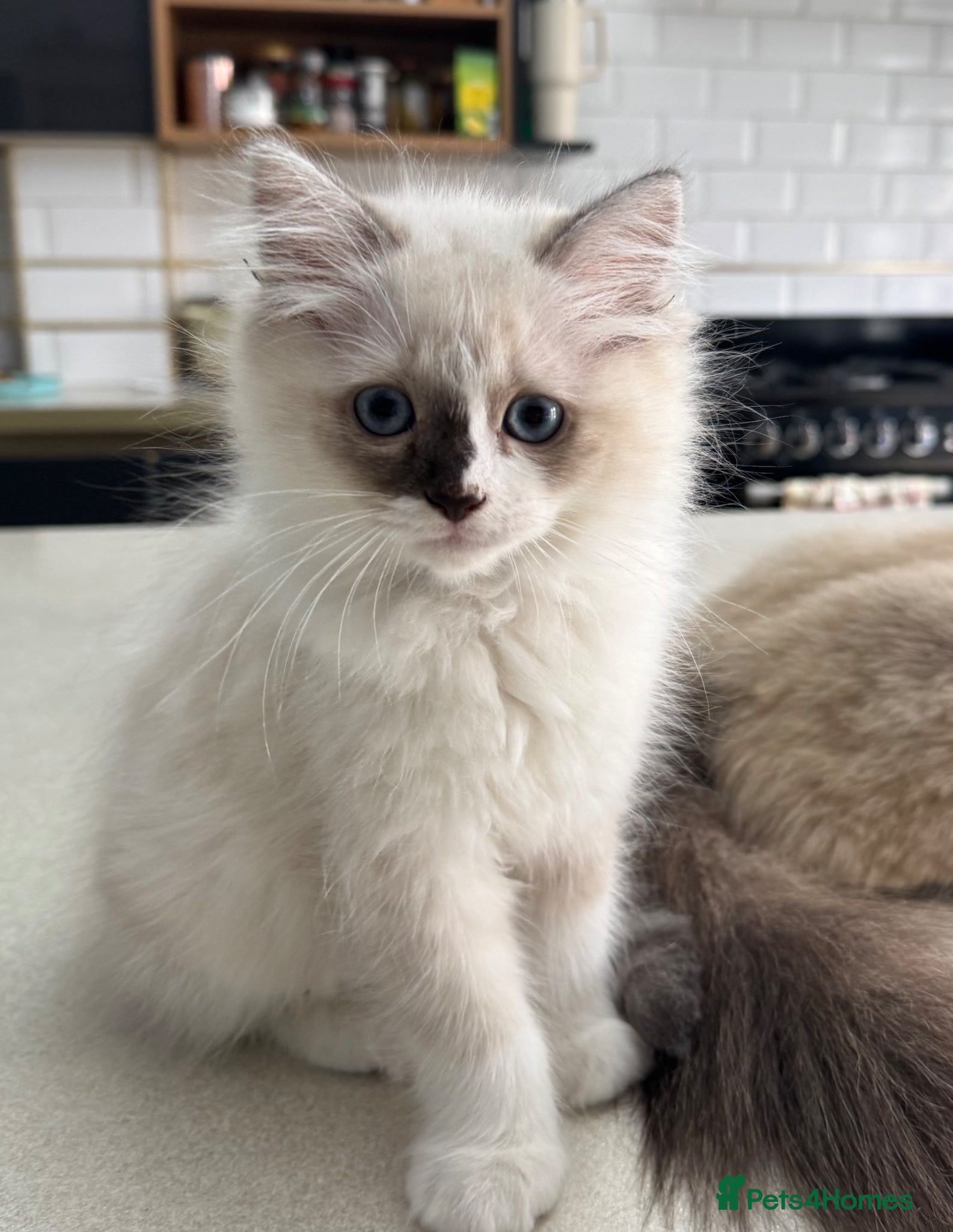 Ragdoll cats 2 Purebred Ragdoll Kittens  - Advert 1