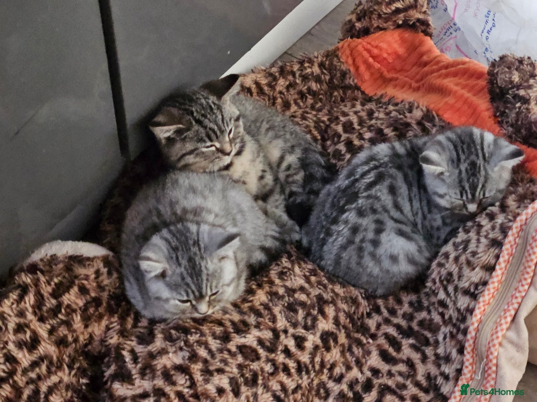 British Shorthair cats for sale: GCCF Reg Chocolate Silver Spotted Tabby BSH Boys - Image 25