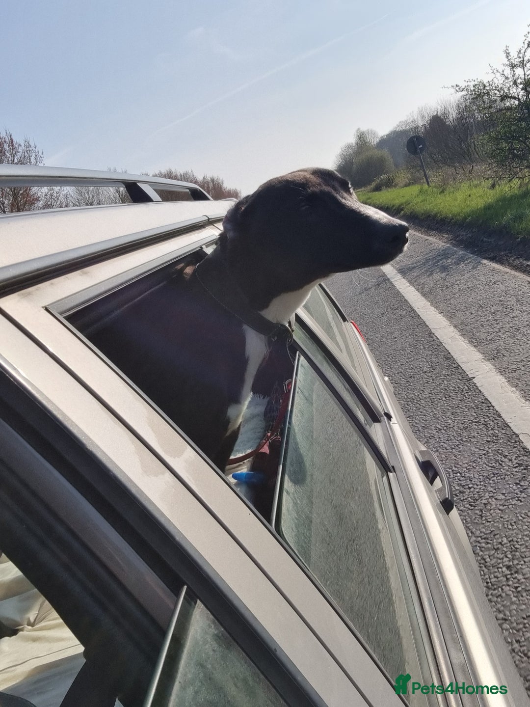 Mixed Breed dogs for sale: Greyhound x saluki male 1 year old  - Advert 4