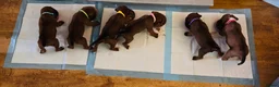 Boxer dogs for sale: Boxer puppies  - Advert 5