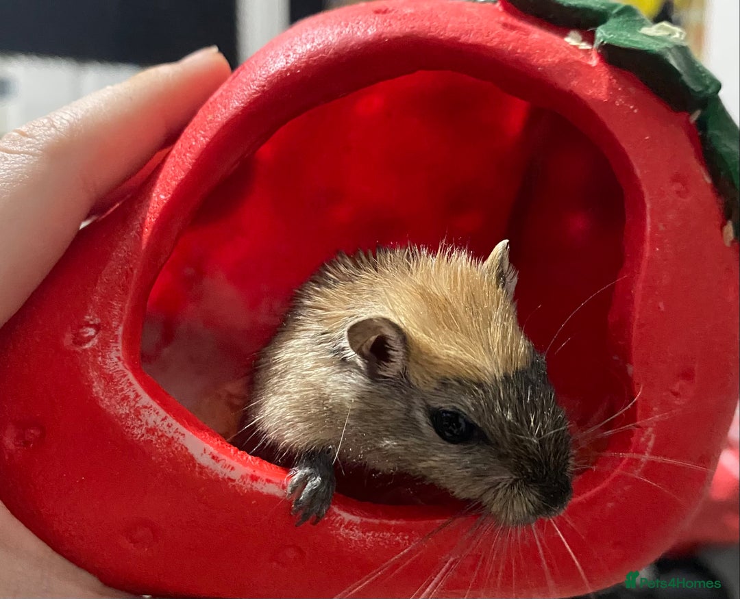 Gerbil rodents for sale: Unique baby gerbil  - Advert 2