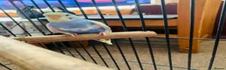Budgerigars birds for sale: Female budgie with cage and food in Birmingham - Advert 5