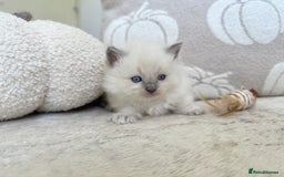 Ragdoll cats for sale: Blue Point Ragdoll Kittens! - Image 11