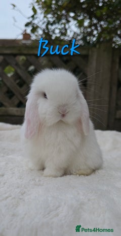 Mini Lop rabbits - Advert 4