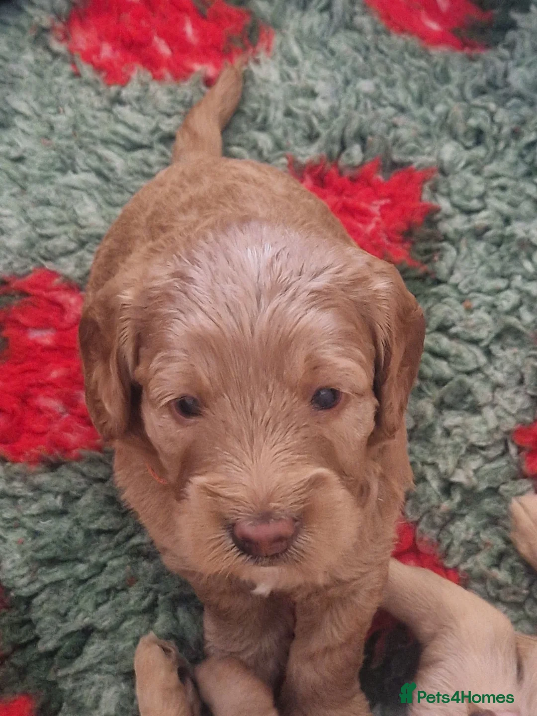 Labradoodle dogs for sale: Beautiful Miniature Labradoodle Puppies F1b - Advert 2