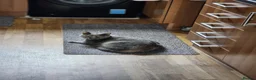 British Shorthair cats for sale: BSH Blue Kittens  - Advert 6