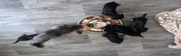 Yorkshire Terrier dogs for sale: Beautiful Yorkshire terrier puppies 🐶  in Poole - Advert 17