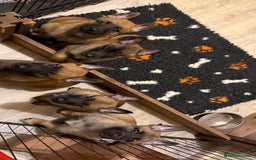 Belgian Shepherd Dog dogs for sale: Top working line puppies  - Image 3