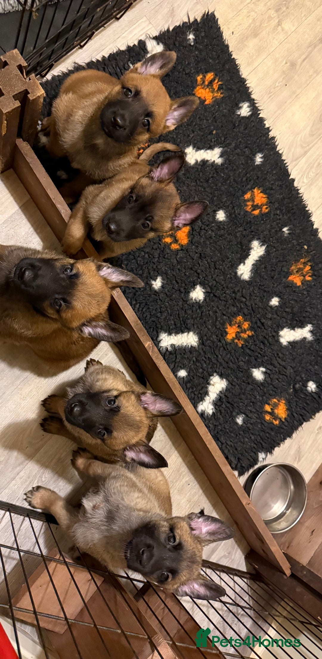 Belgian Shepherd Dog dogs for sale: Top working line puppies  - Image 3