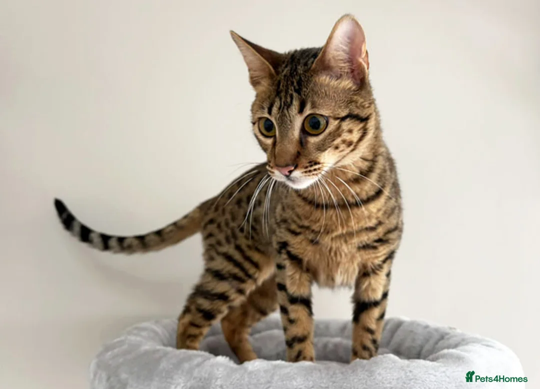 Savannah cats for sale: F5 SBT Savannah sisters Squealer, Shyler and Lily - Advert 20
