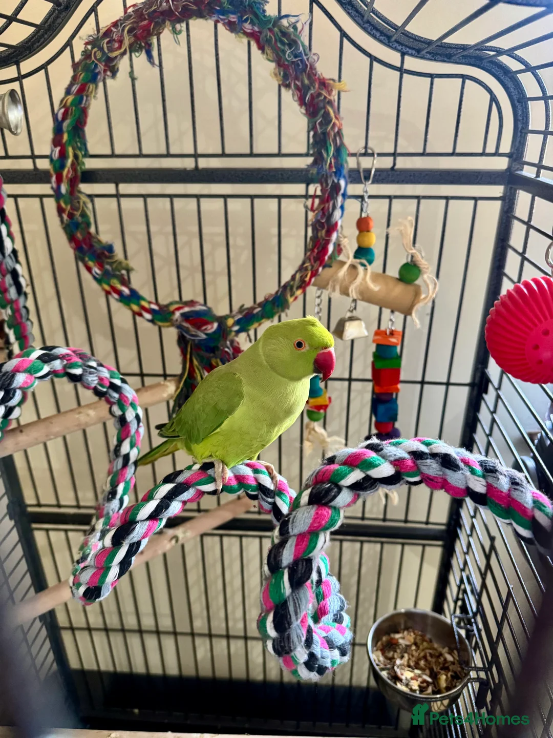 Ringnecks birds for sale: Indian ring neck FEMALE  - Advert 1