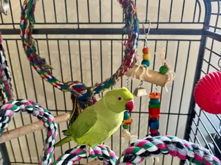 Ringnecks birds Indian ring neck FEMALE - Advert 1