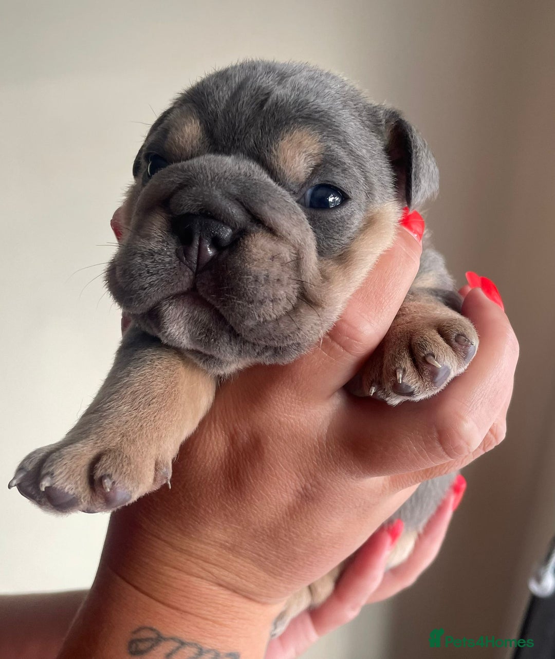 Old Tyme Bulldog dogs for sale: New English bulldogs available  - Image 17