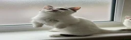 Munchkin cats for sale: Super short legs Munchkin kittens  - Advert 32