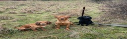 Cocker Spaniel dogs for sale: Health Tested Clear KC Registered Working Cockers - Advert 29
