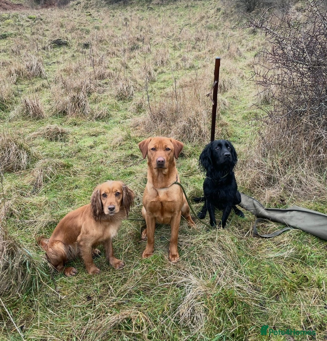 Cocker Spaniel dogs for sale: Health Tested Clear KC Registered Working Cockers - Advert 29