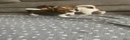 Jack Russell dogs for sale: True miniature Jack Russell pups - Advert 4