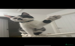 Mixed Breed cats for sale: 10 month old kittens  - Image 3