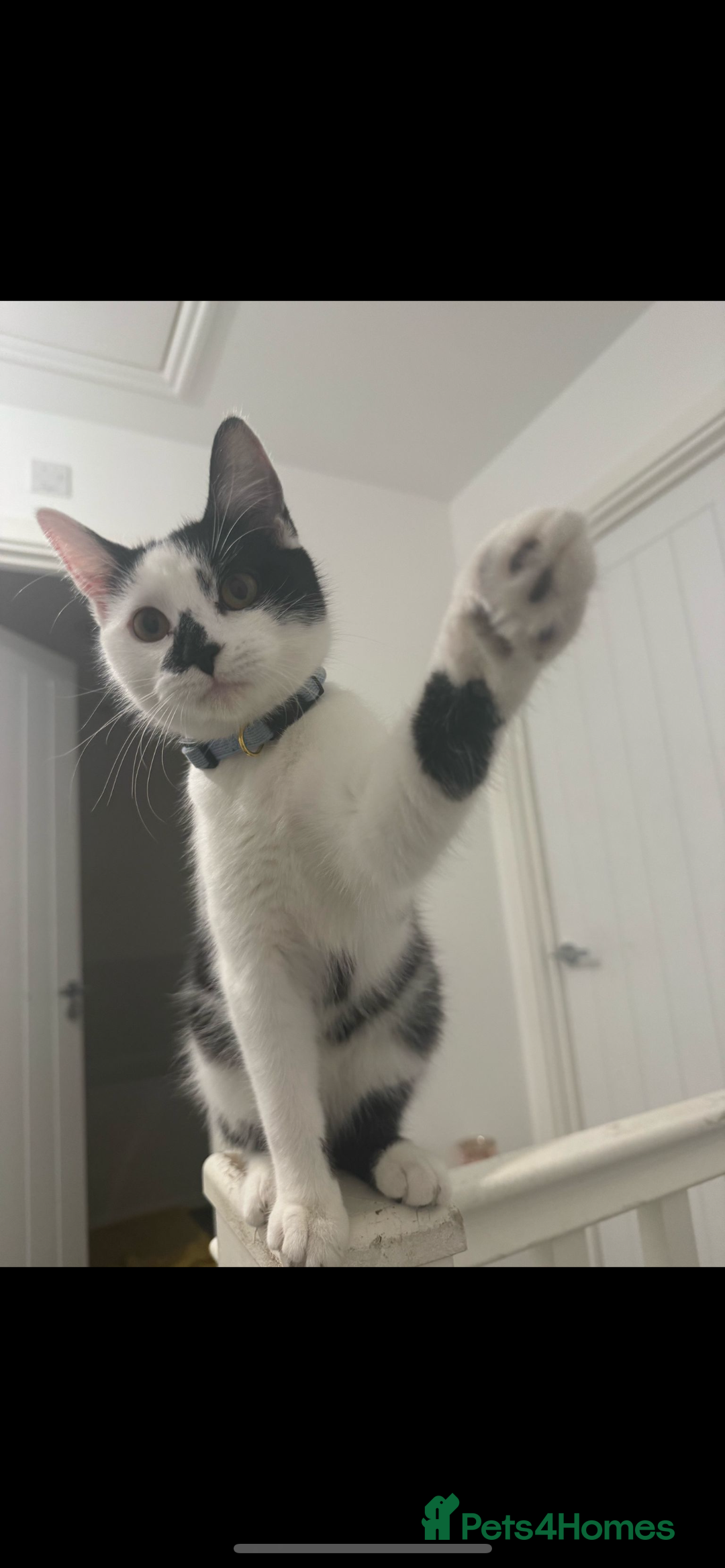 Mixed Breed cats for sale: 10 month old kittens  - Image 3