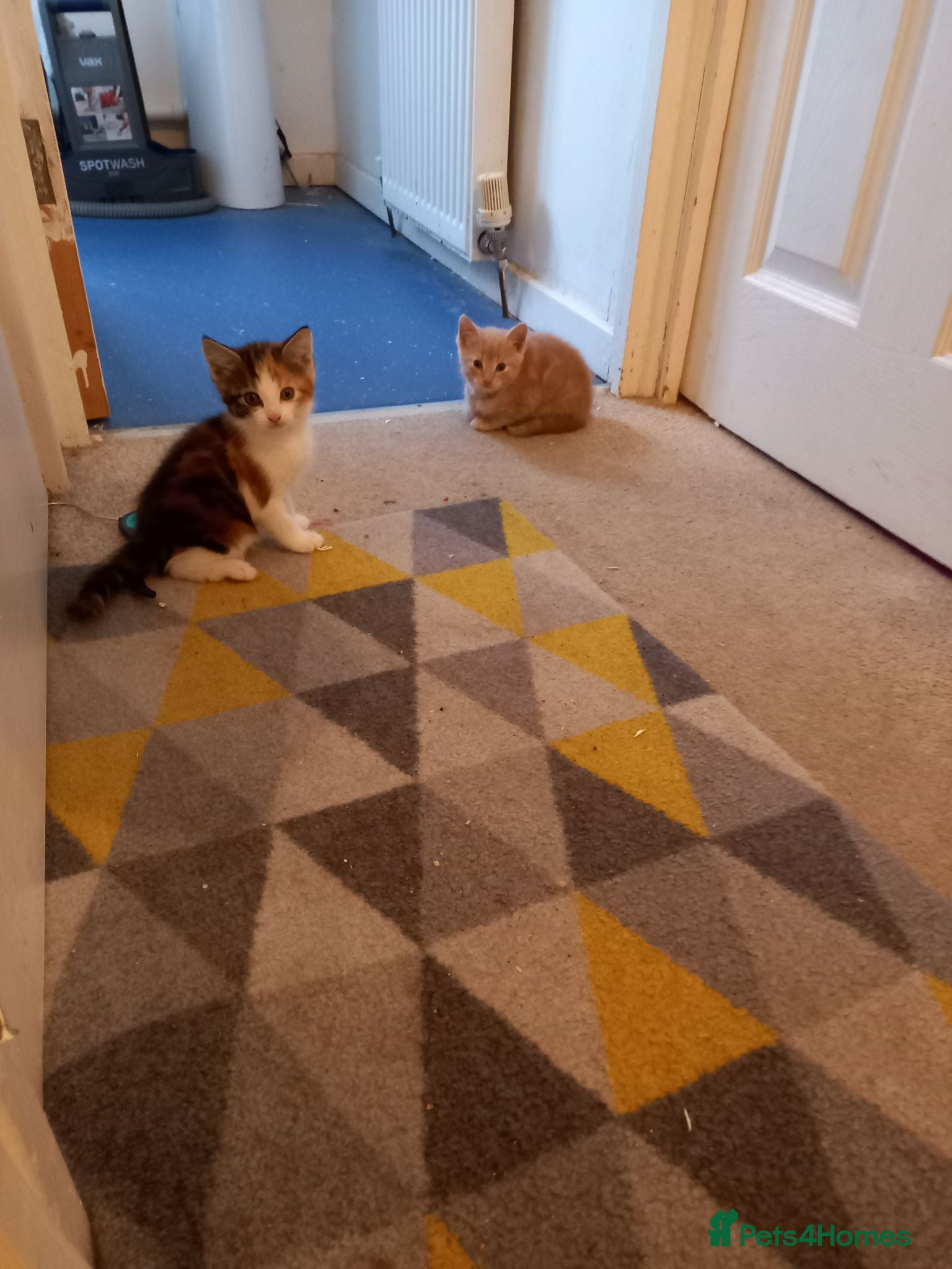 Mixed Breed cats Kittens - Advert 2