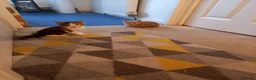 Mixed Breed cats for sale: Kittens - Advert 1