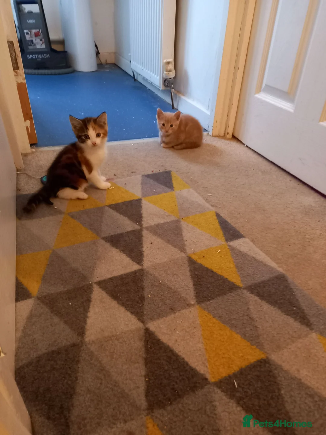 Mixed Breed cats for sale: Kittens - Advert 1