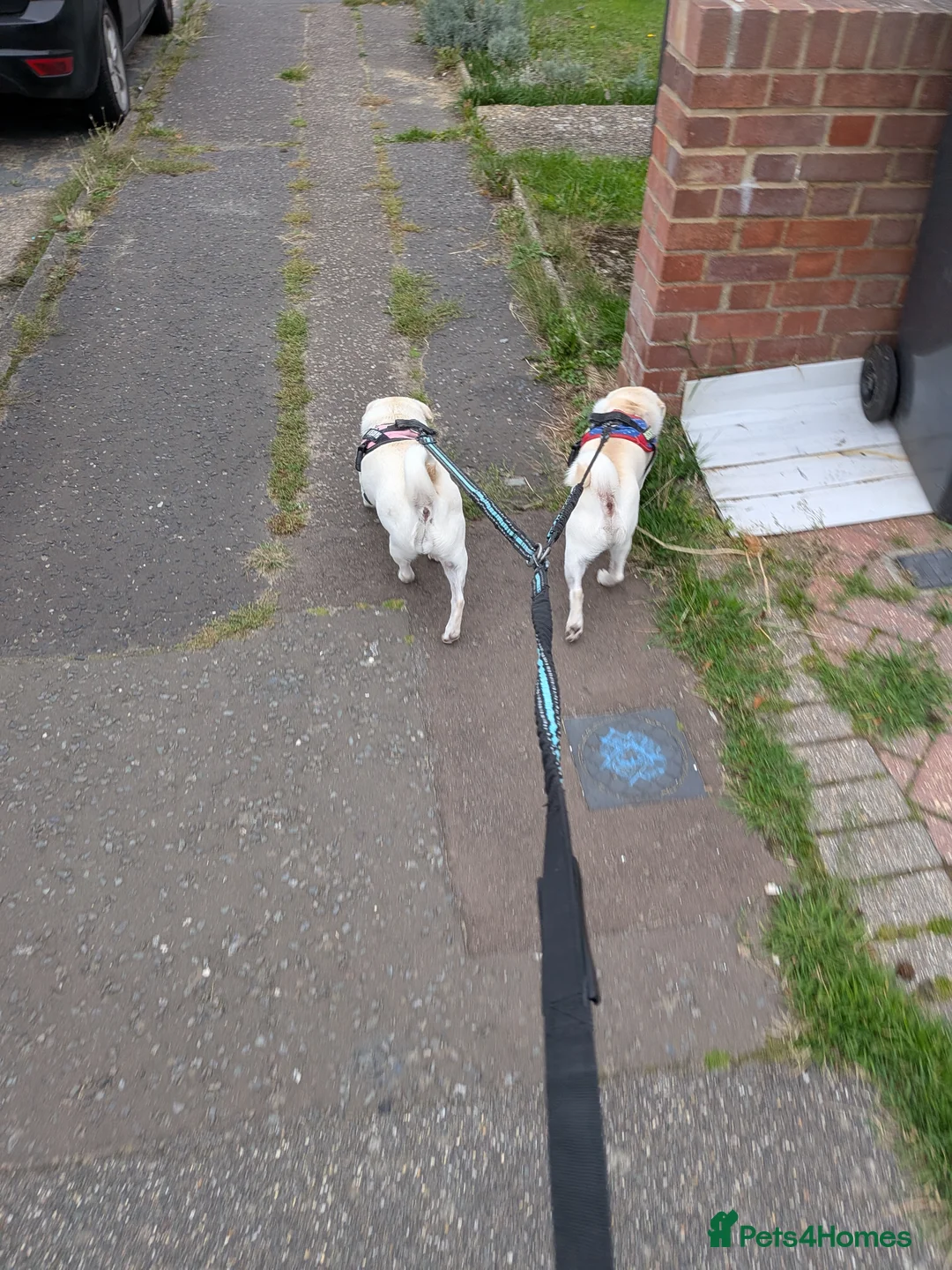 Pug dogs for sale: Pug Mother & Son: Flexible Rehoming, Family Raised - Advert 8