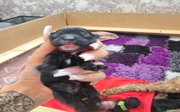 Cockapoo dogs for sale: American Cockapoo Puppies - Image 22