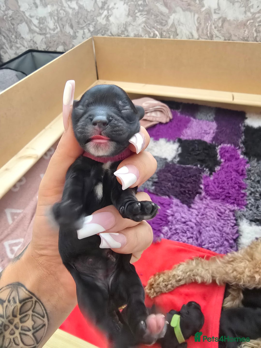 Cockapoo dogs for sale: American Cockapoo Puppies - Image 22