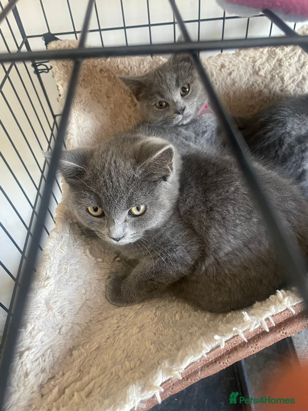 British Shorthair cats for sale: Adorable British Blue Shorthair Kittens for Sale - Image 2